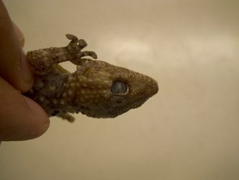 Media type: image;   Herpetology R-183771